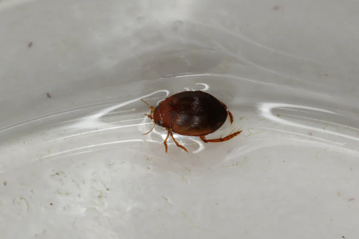 Escarabajo de Agua Oval