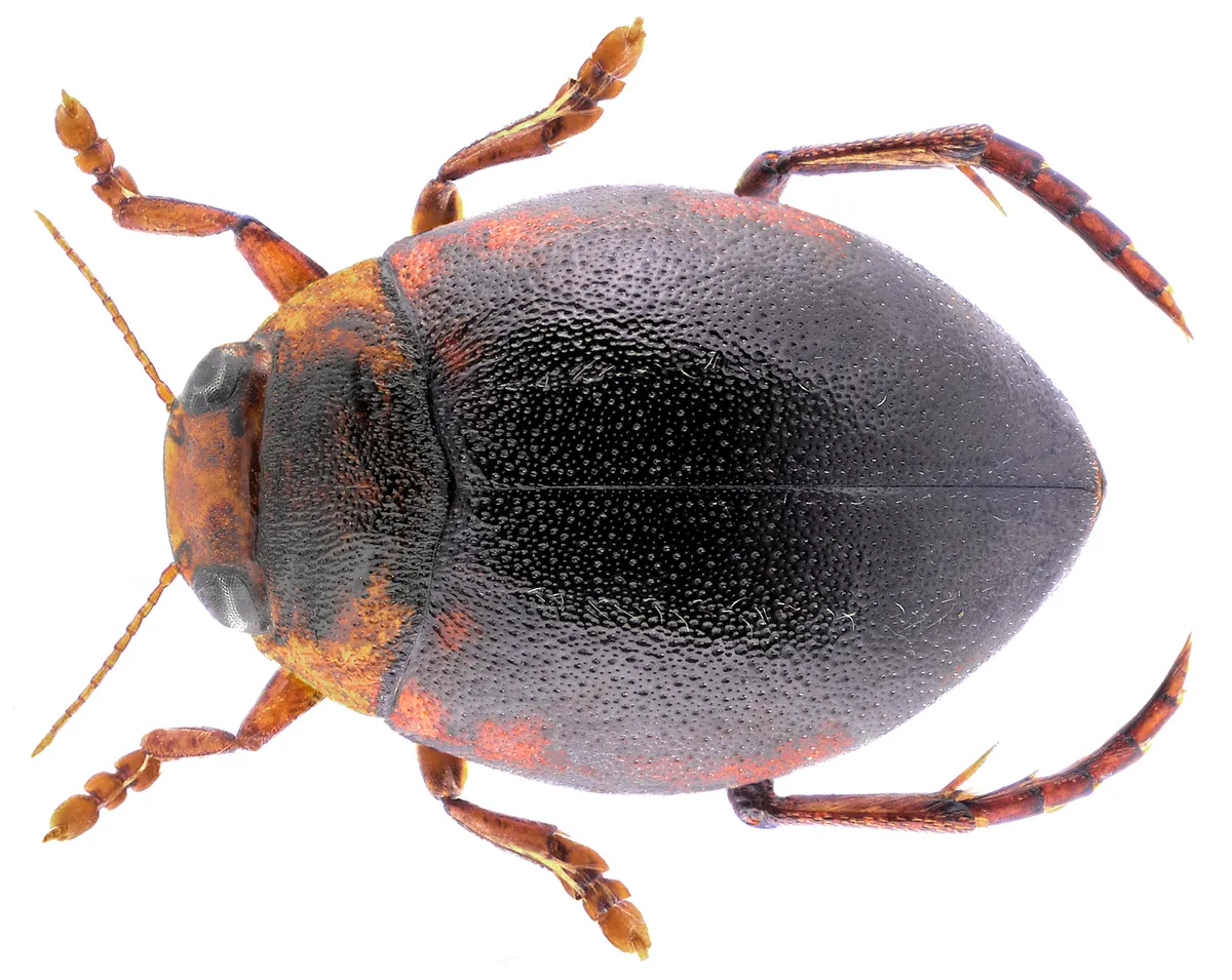 Escarabajo de Agua Oval