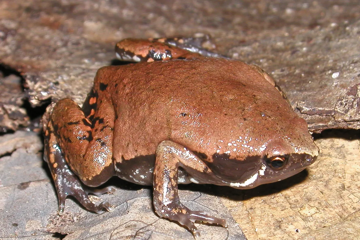 Rana Ovejuna del Norte