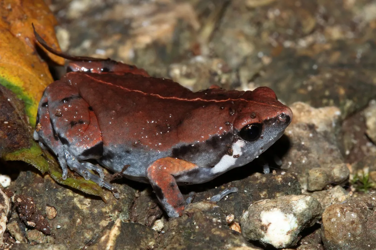 Rana Ovejuna del Norte