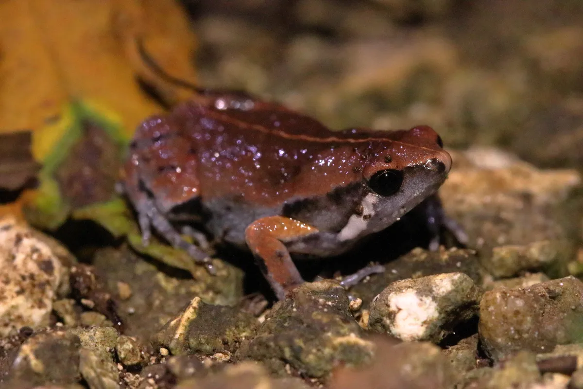 Rana Ovejuna del Norte