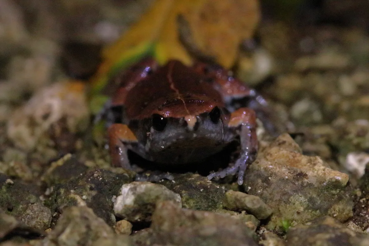 Rana Ovejuna del Norte