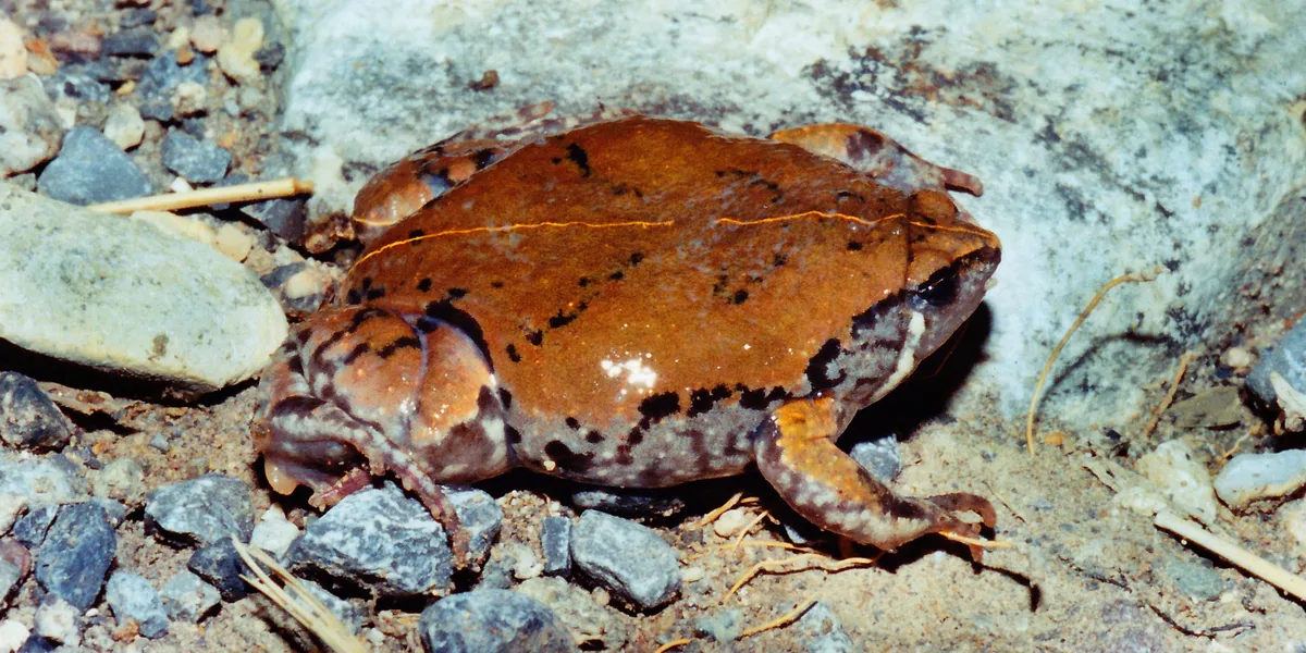 Rana Ovejuna del Norte