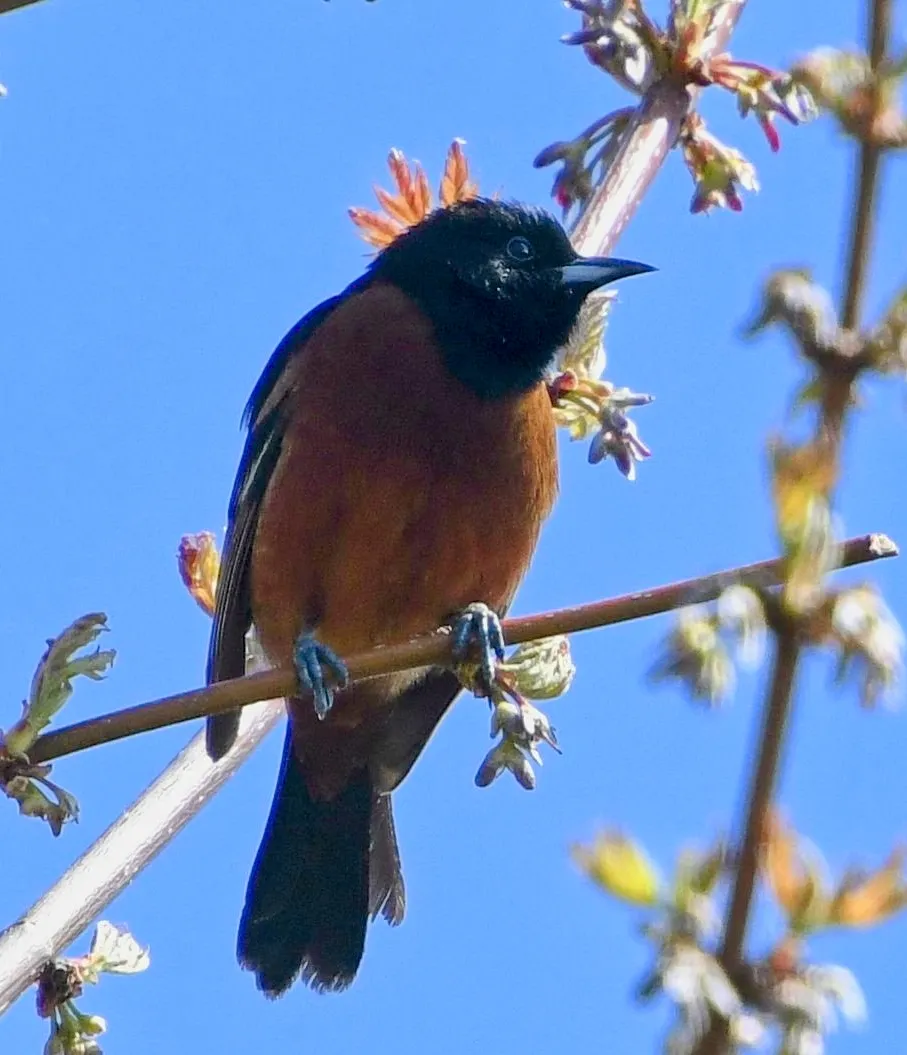 Orchard Oriole
