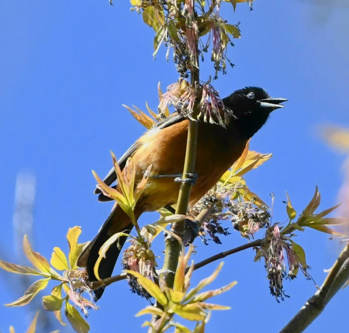Orchard Oriole