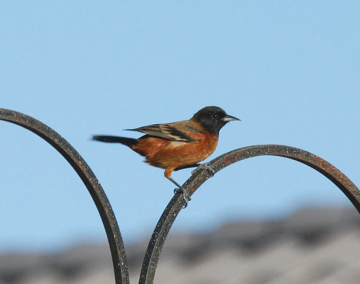 Orchard Oriole