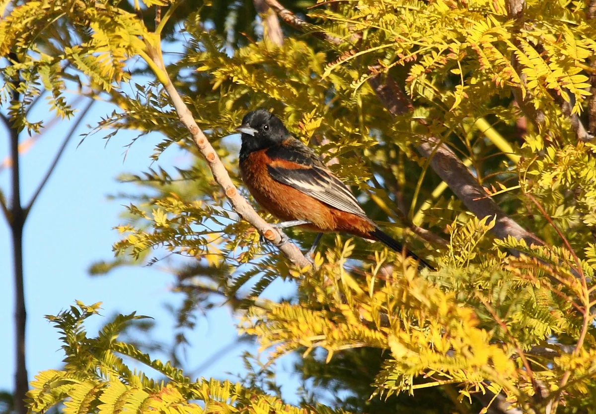 Orchard Oriole