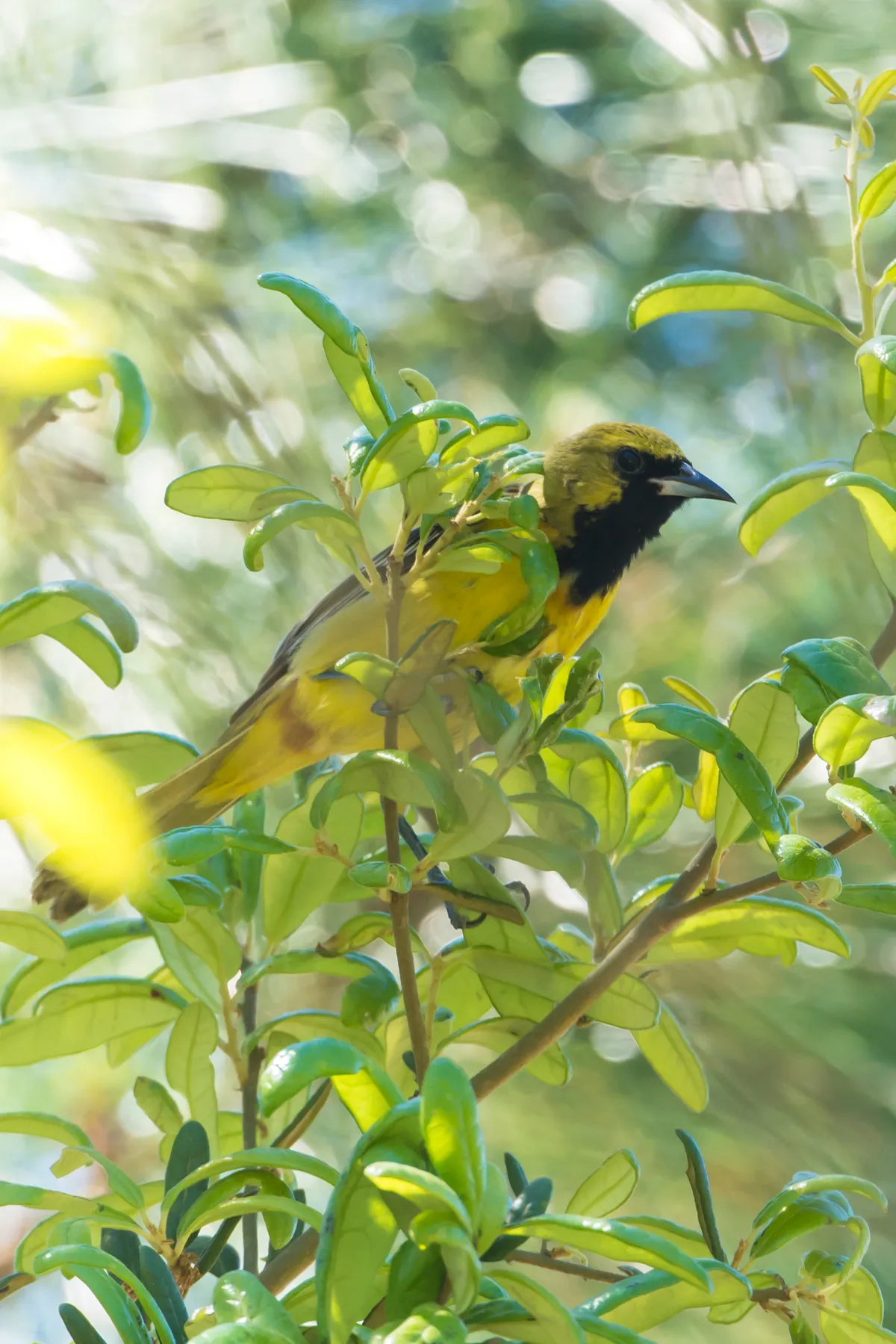 Orchard Oriole