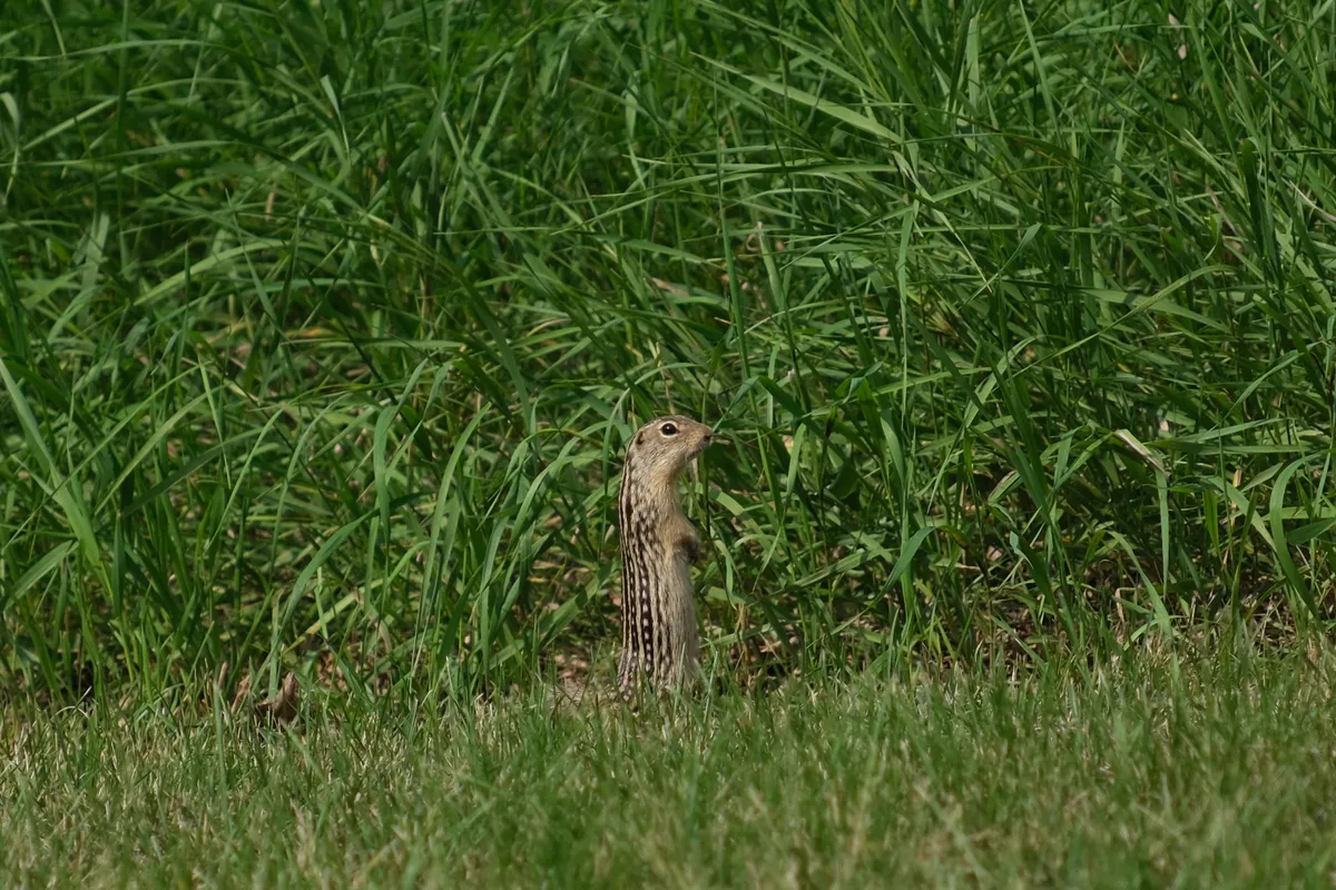 Ardilla terrestre de trece rayas
