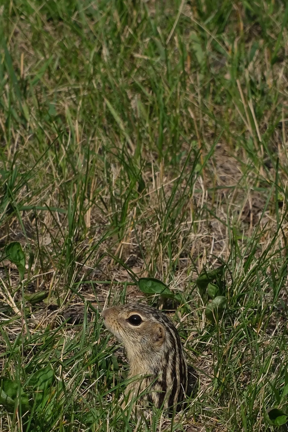 Ardilla terrestre de trece rayas