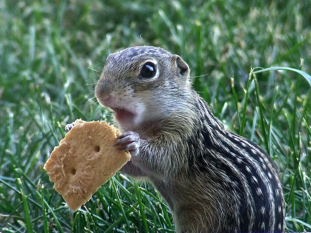 Ardilla terrestre de trece rayas