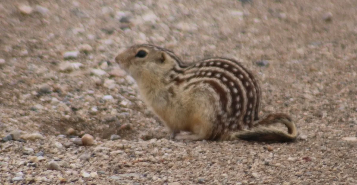 Ardilla terrestre de trece rayas