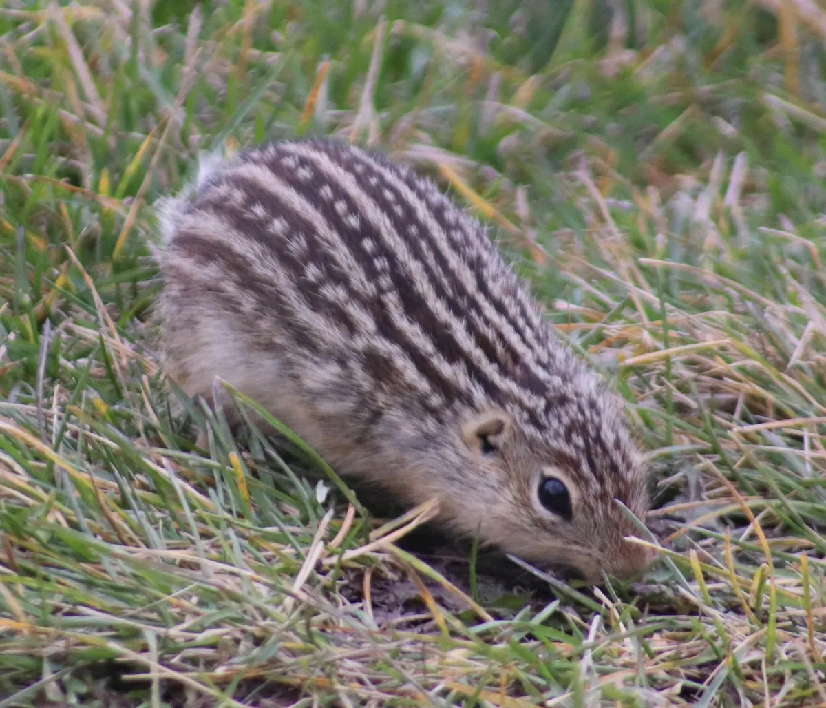 Ardilla terrestre de trece rayas