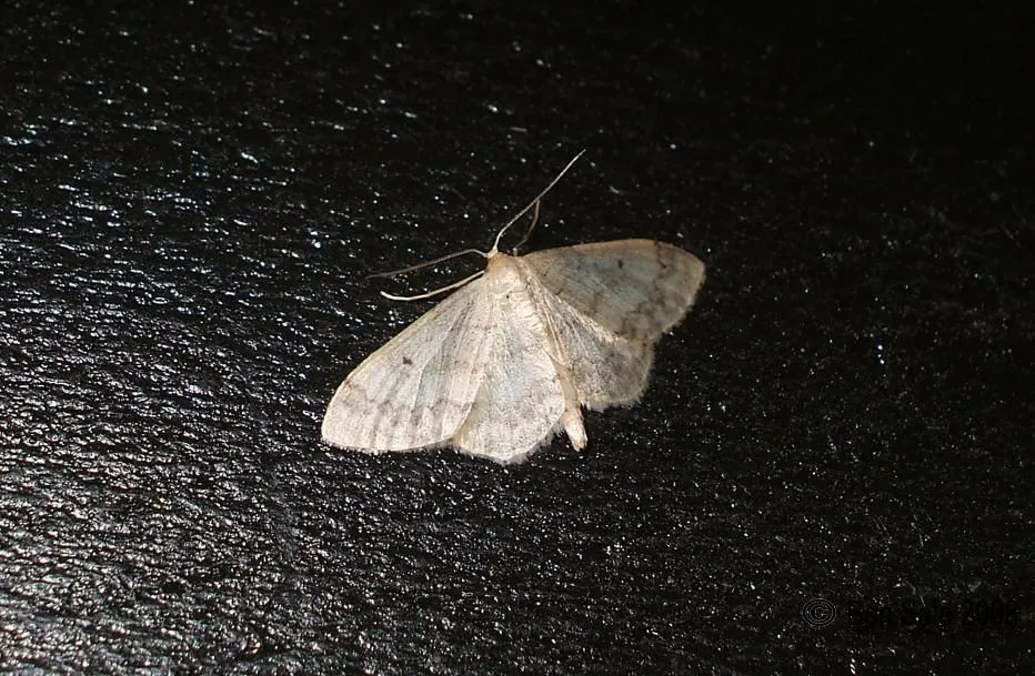 Idaea biselata