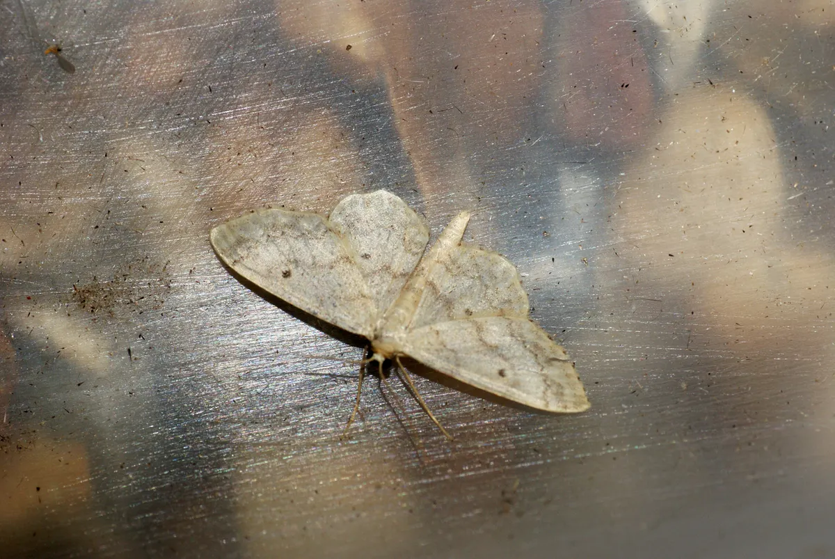 Small Fan-footed Wave