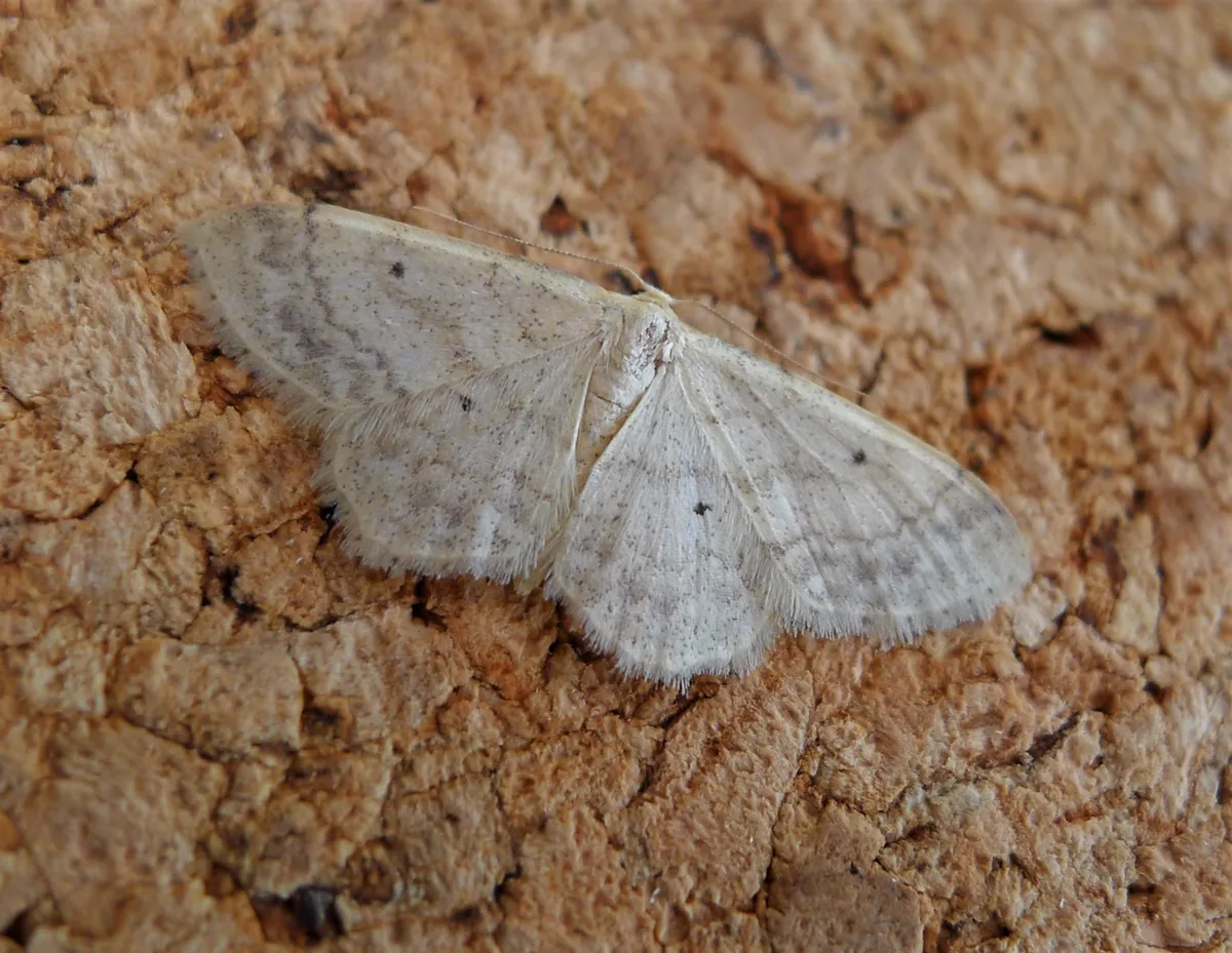 Small Fan-footed Wave