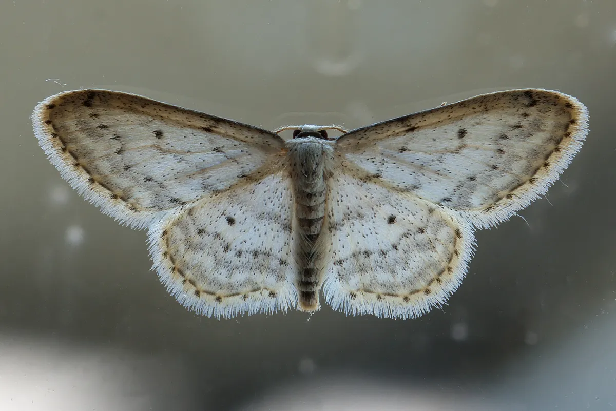 Ola Polvorienta Pequeña