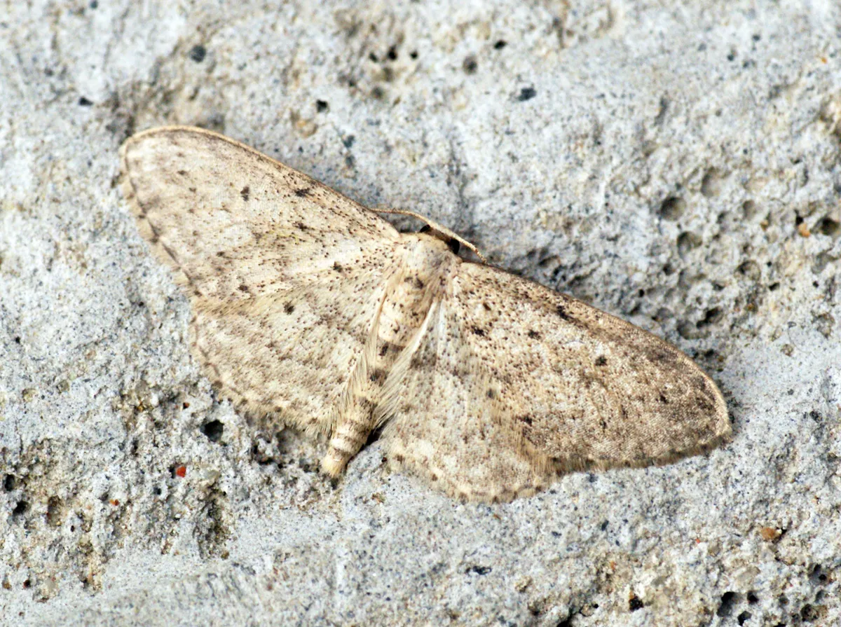 Ola Polvorienta Pequeña