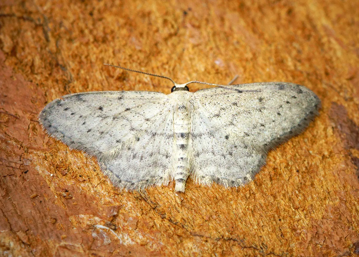 Ola Polvorienta Pequeña