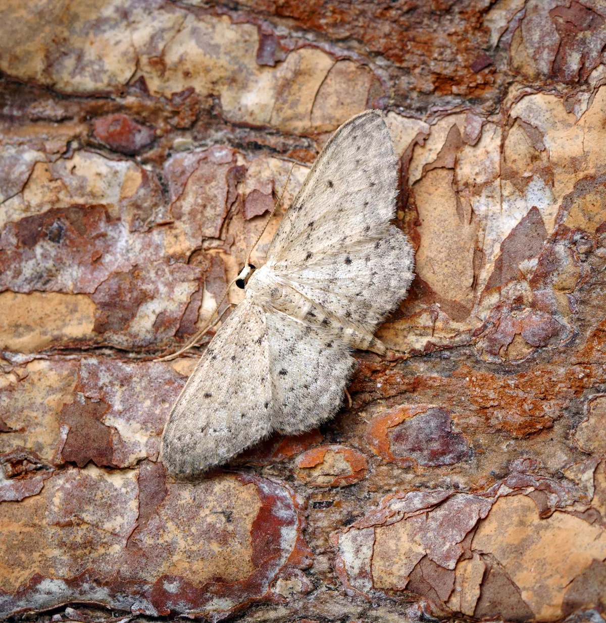 Ola Polvorienta Pequeña