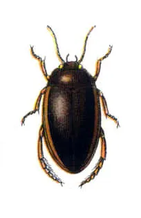 Ilybius fuliginosus