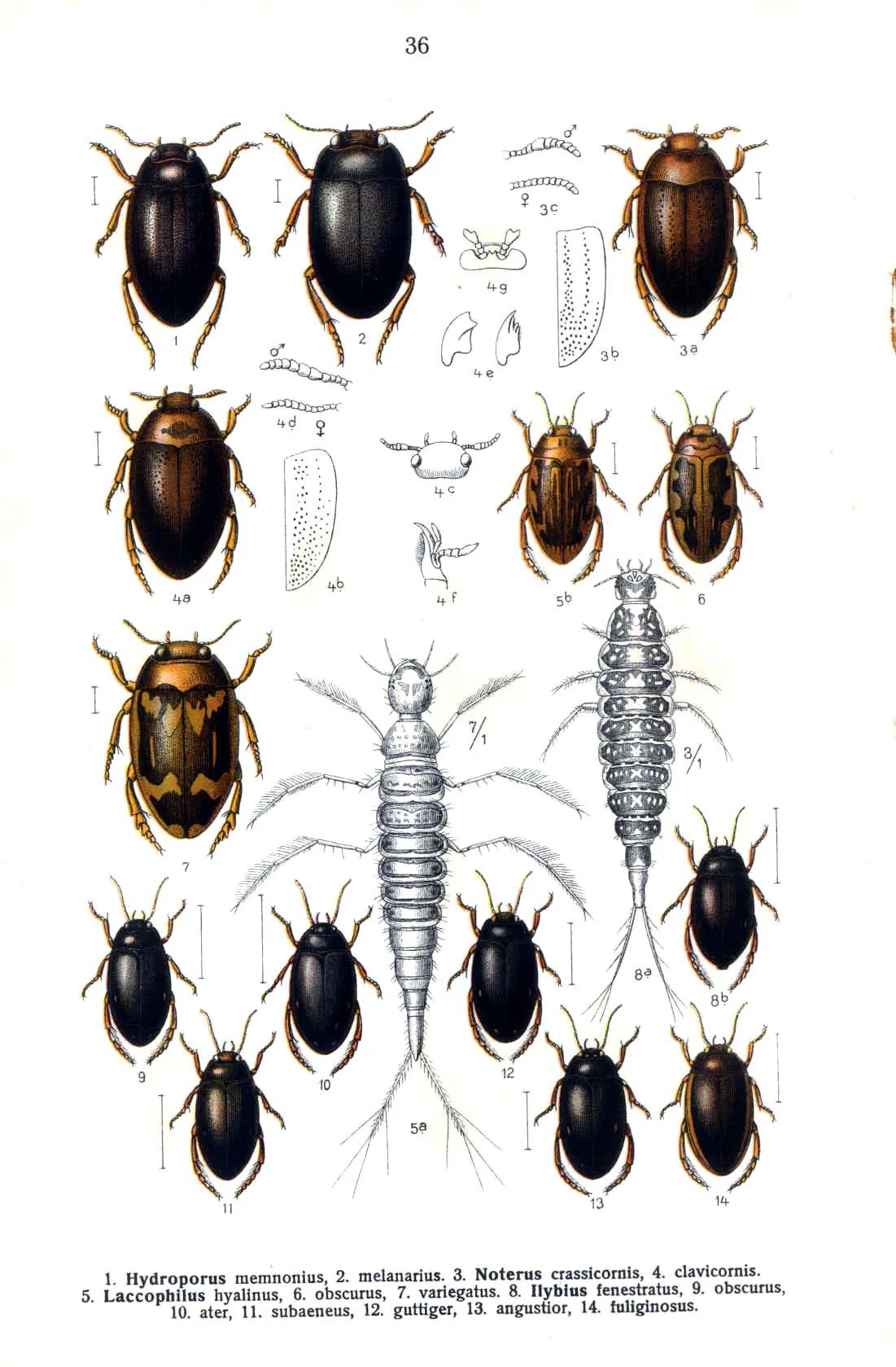 Escarabajo Acuático Negro