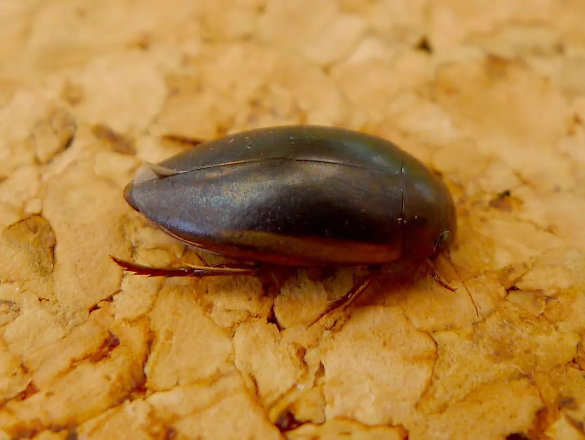 Escarabajo Acuático Negro