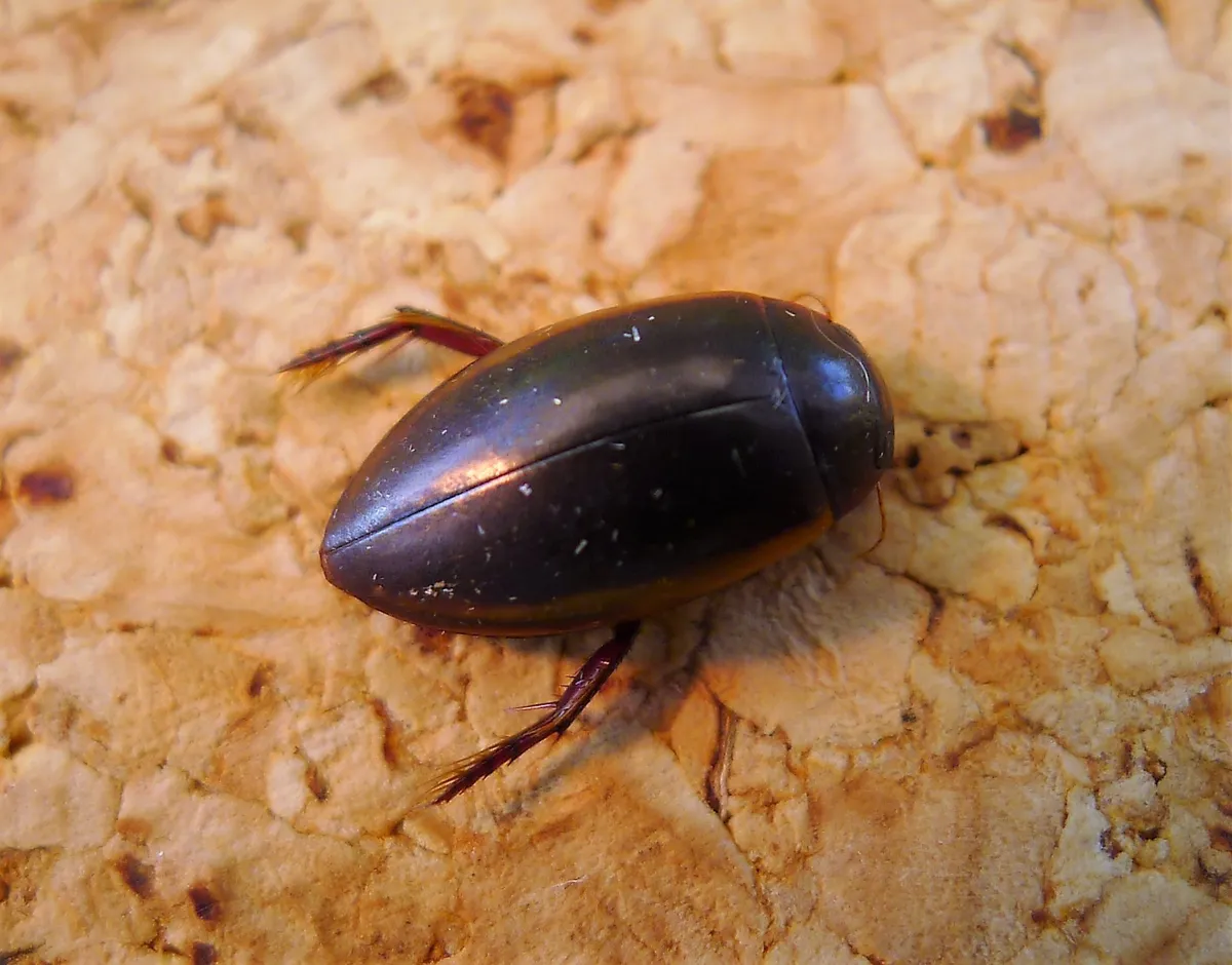 Escarabajo Acuático Negro