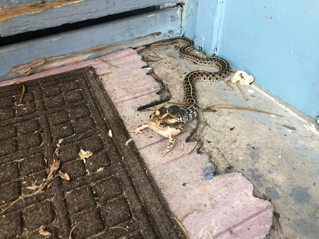 Sapo de la Costa del Golfo