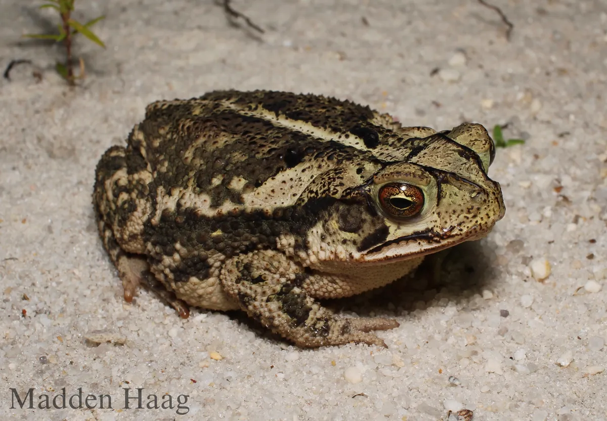Sapo de la Costa del Golfo