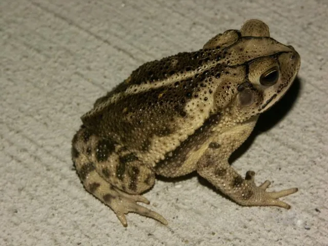 Sapo de la Costa del Golfo