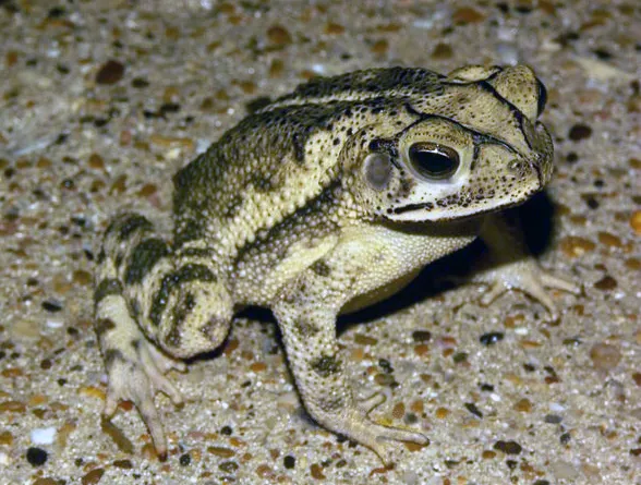 Sapo de la Costa del Golfo