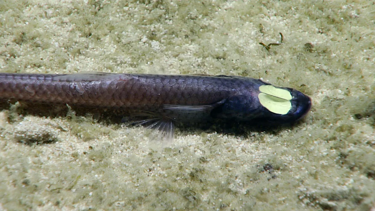 Meade's Ipnops Fish