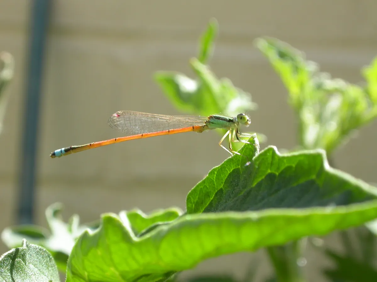 Aurora Bluetail, Gossamer Damselfly, Wandering Bluetail