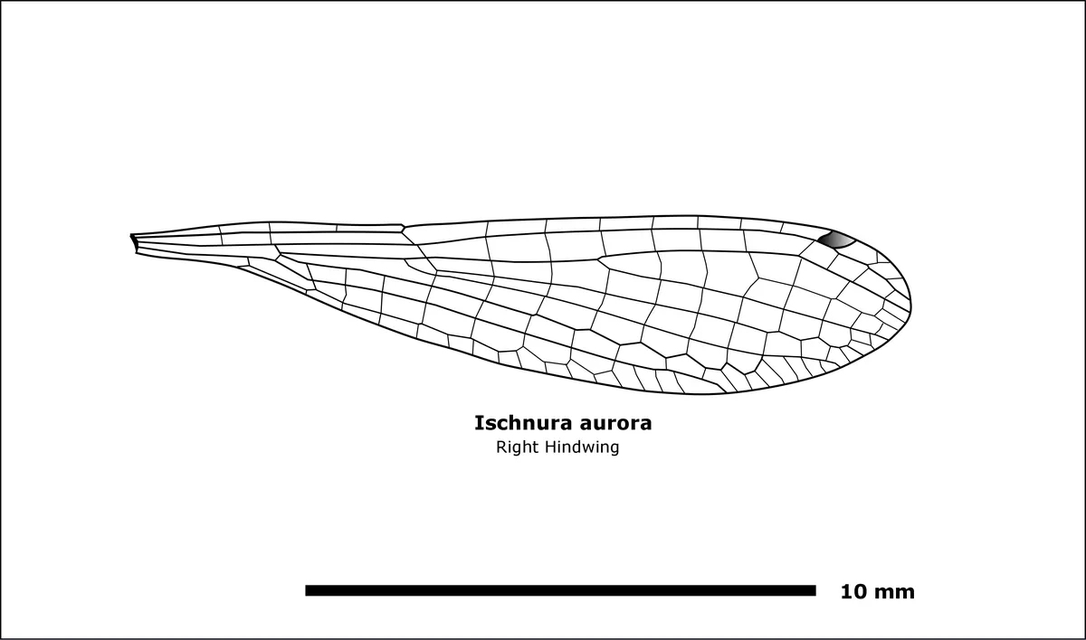 Aurora Bluetail, Gossamer Damselfly, Wandering Bluetail