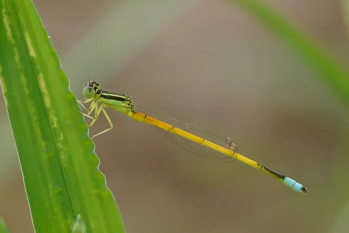 Aurora Bluetail, Gossamer Damselfly, Wandering Bluetail