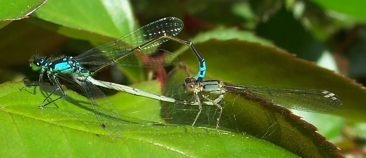 Pacific Forktail