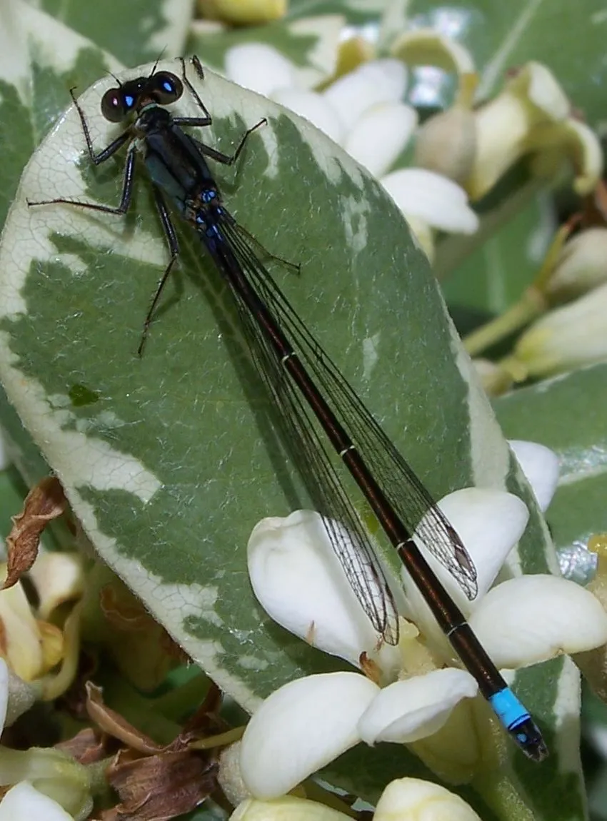 Pacific Forktail