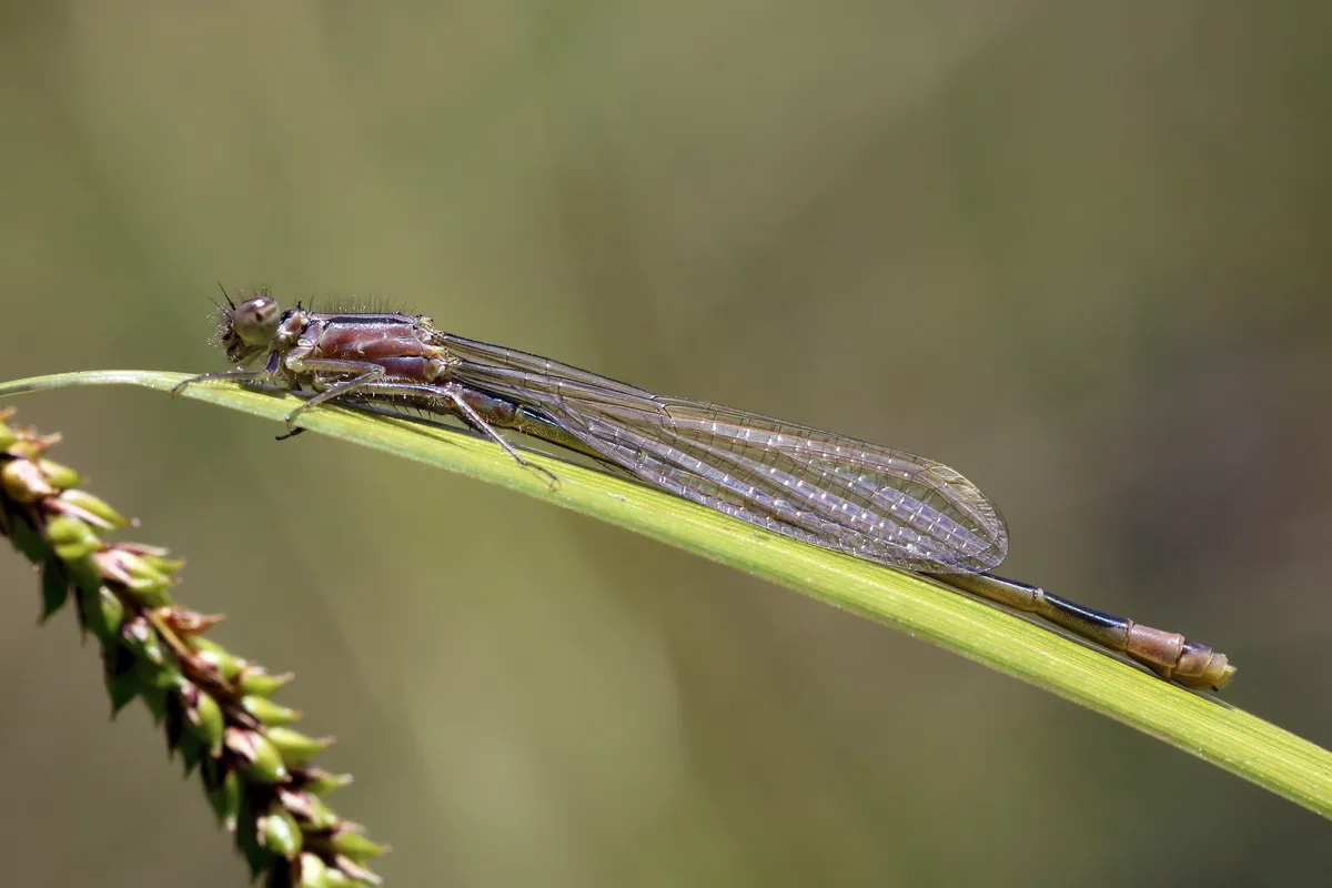 Ischnura elegans
