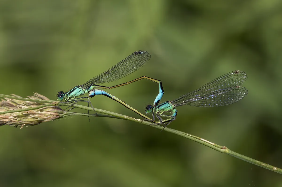 Blue-tailed Damselfly