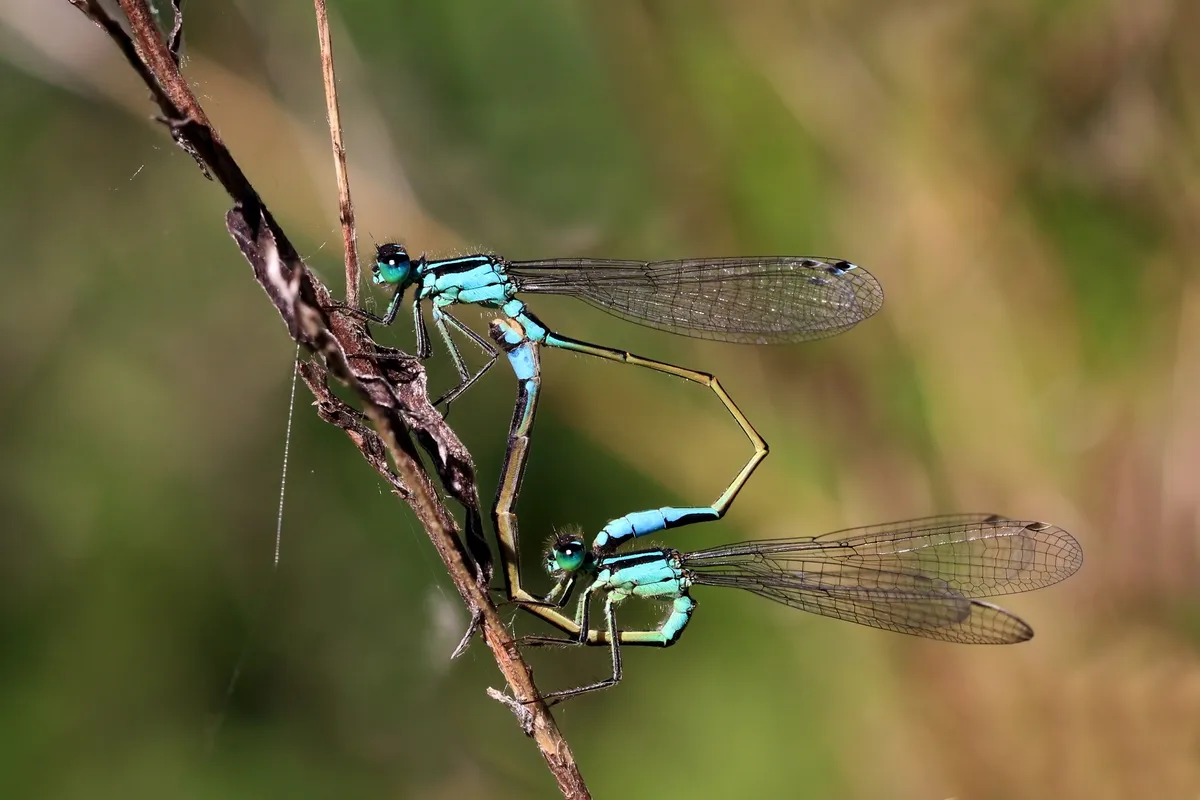 Blue-tailed Damselfly