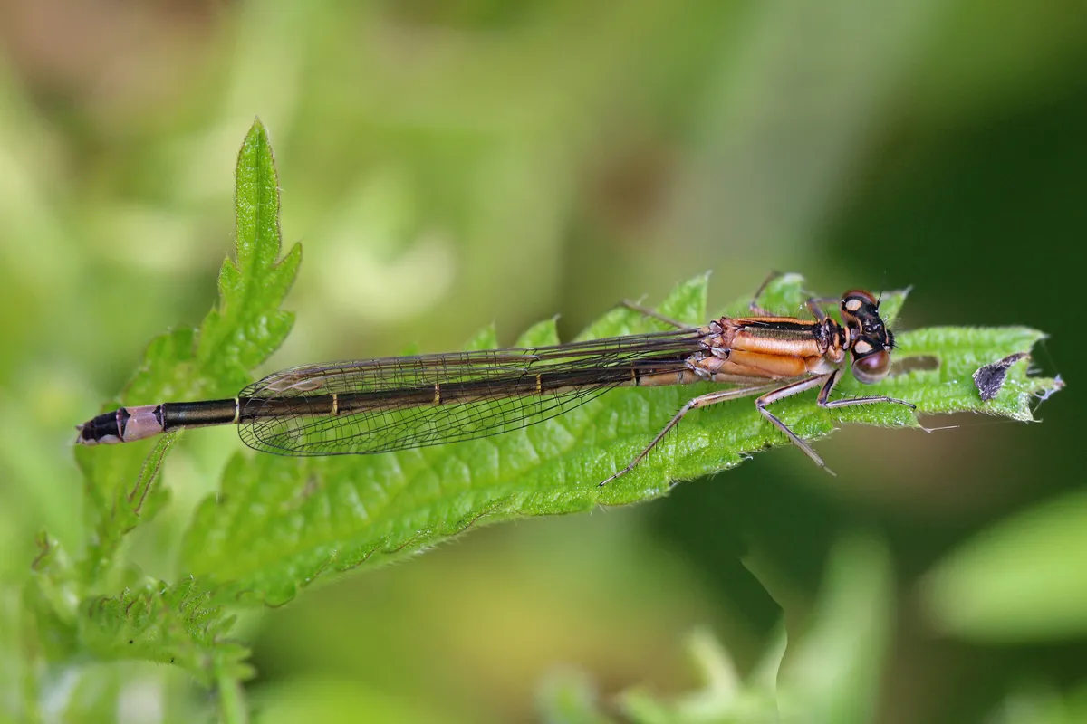 Blue-tailed Damselfly