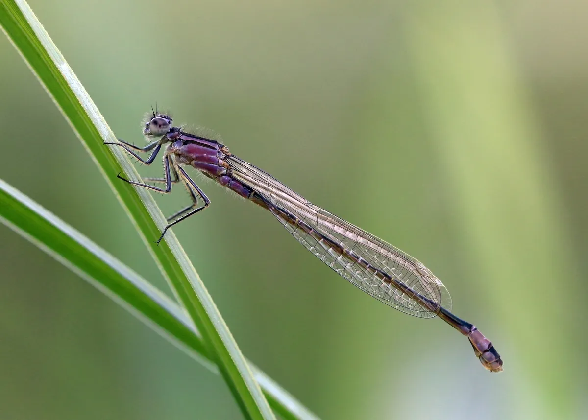 Blue-tailed Damselfly