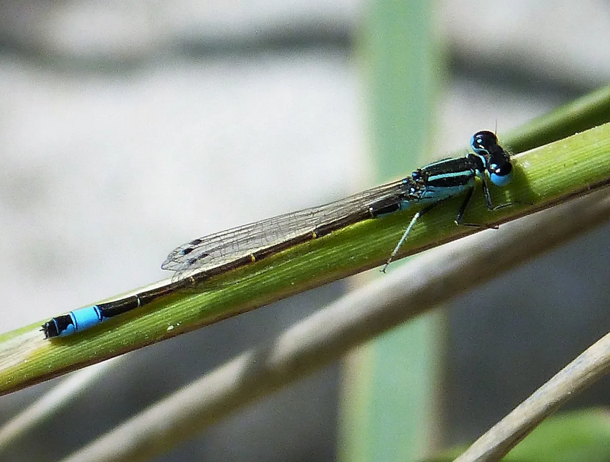 Iberian Bluetail