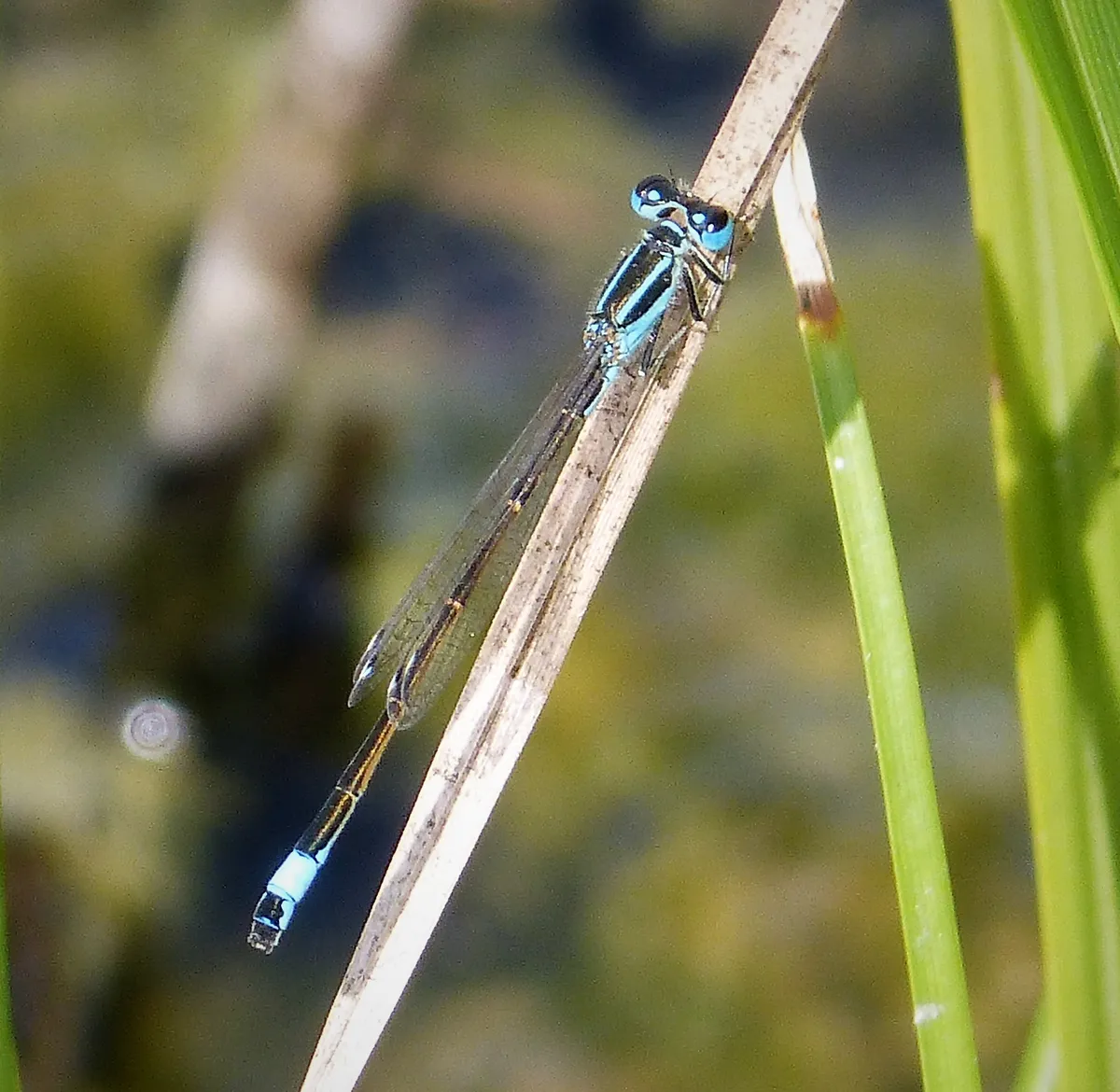 Iberian Bluetail