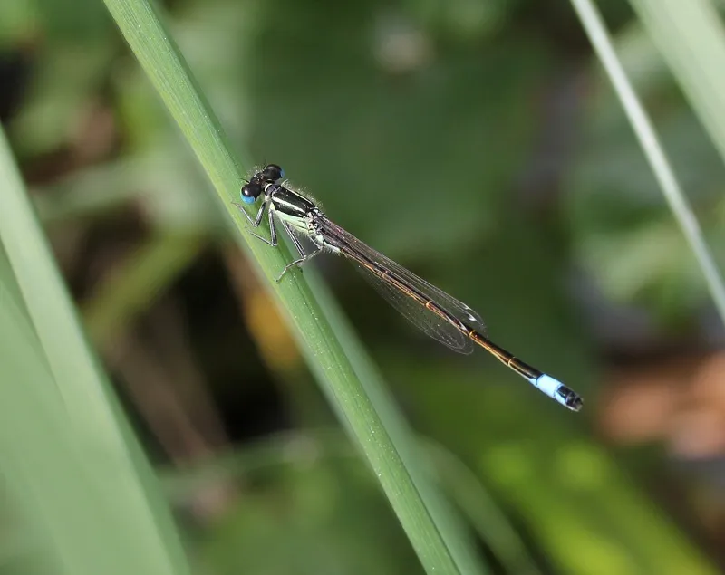 Iberian Bluetail