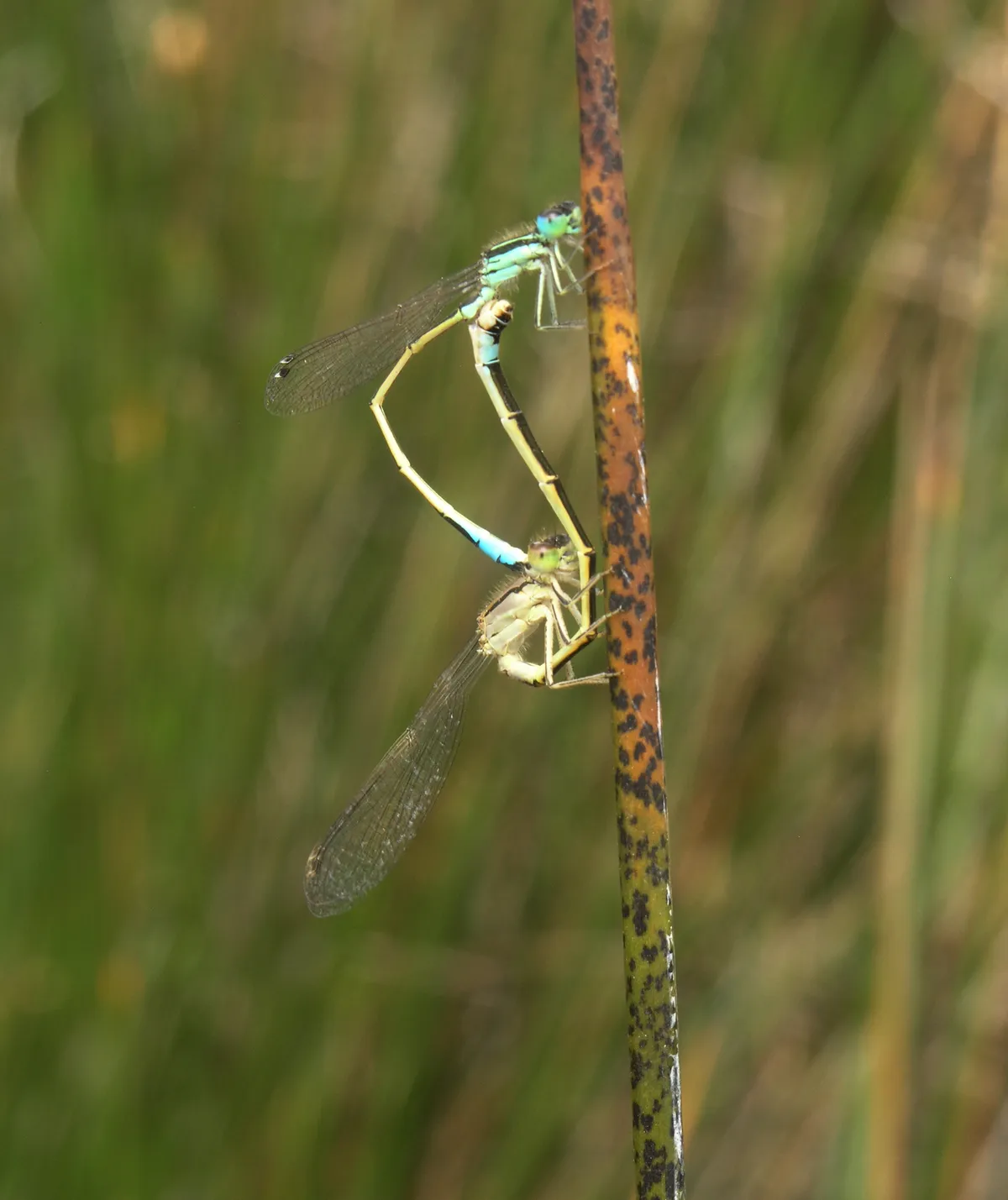 Iberian Bluetail
