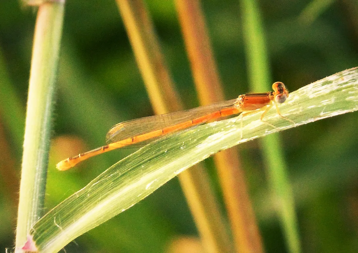 Ischnura hastata