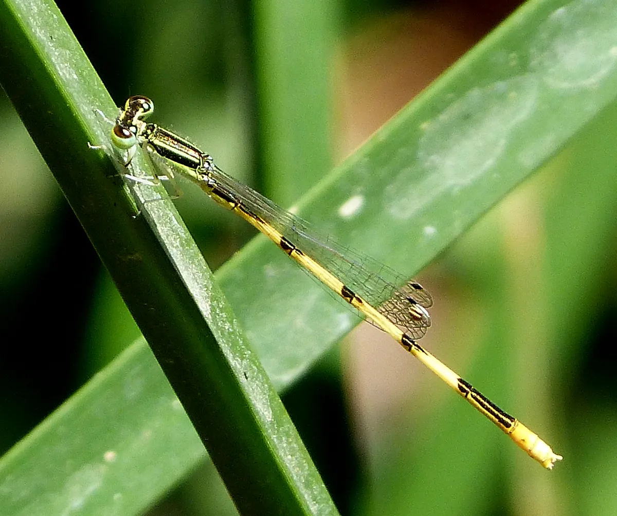 Citrine Forktail