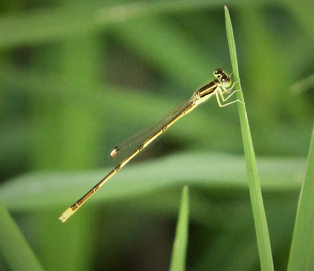 Citrine Forktail